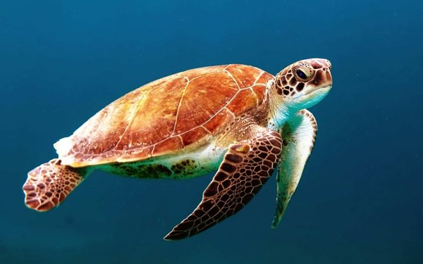 Quels sont les meilleurs spots pour une plongée avec des tortues de mer en Indonésie?